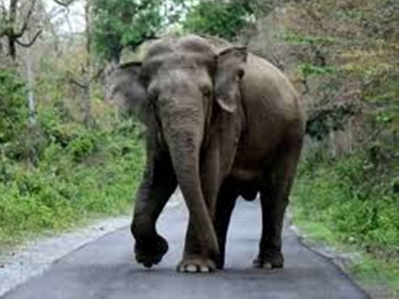 हाथी ने जिम कॉर्बेट नैशनल पार्क में सफारी को निकले कैंटर ट्रक पर जबरदस्त हमला कर दिया