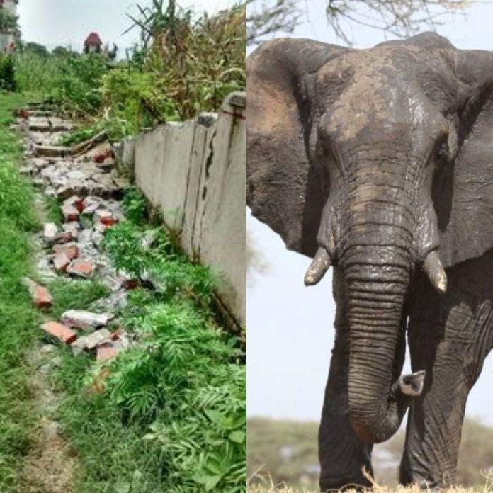 राजकीय उच्च प्राथमिक विद्यालय बागजाला में हाथियों का आतंक