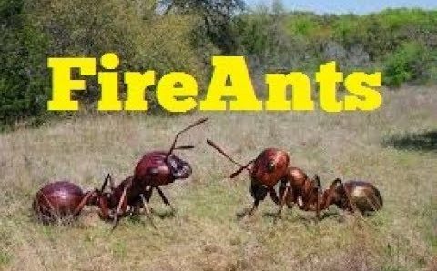दो मासूम भाइयों को बुलेट रेड फायर चींटियों ने काटा 3 वर्षीय बच्चे की दर्दनाक मौत