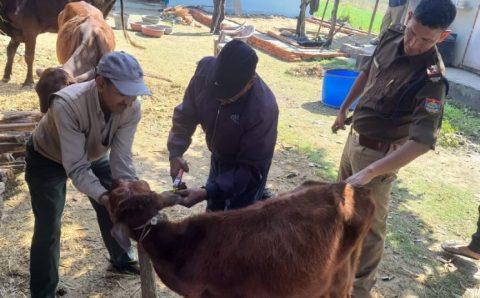 ऑपरेशन कामधेनु के तहत मित्र पुलिस बनी बेजुबानो की भी सहारा