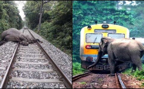 रेल पटरी क्रॉस कर रहे एक हाथी की दर्दनाक मौत 8 साल के बच्चे की हालत गंभीर