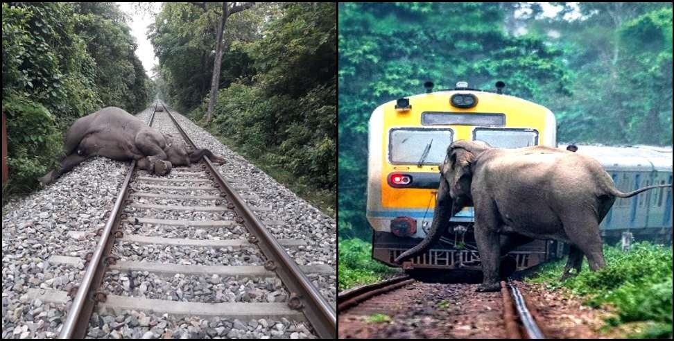 रेल पटरी क्रॉस कर रहे एक हाथी की दर्दनाक मौत 8 साल के बच्चे की हालत गंभीर