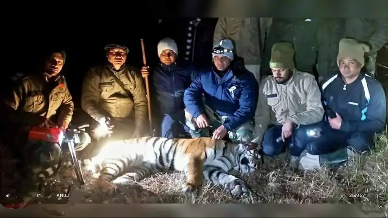 भीमताल क्षेत्र में तीन महिलाओं और कई मवेशियों का शिकार करने वाले आदमखोर बाघ को वन विभाग ने आखिरकार ट्रॅकुलाइजर कर पकडा