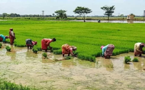तराई में पानी की कमी और पर्यावरण को देखते हुए हाईकोर्ट ने किसानों को दी ग्रीष्मकालीन धान की खेती की सशर्त अनुमति..